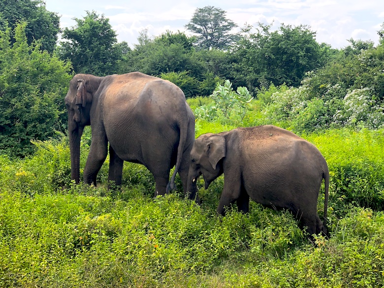 Uda Walawe Nationalpark 3 Wochen Sri Lanka Rundreise Highlights